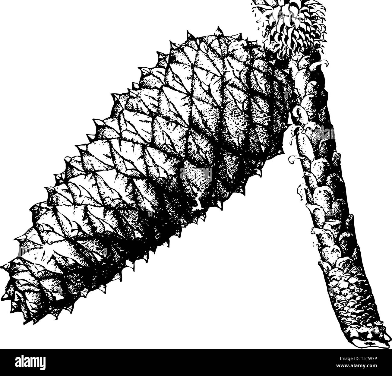 Pino Lobally Pinus Toda L. due terzi a dimensione naturale coppia vicino cono. Loblolly pine è il primo fra gli oltre cento specie di Pinus ad avere il suo compl Illustrazione Vettoriale