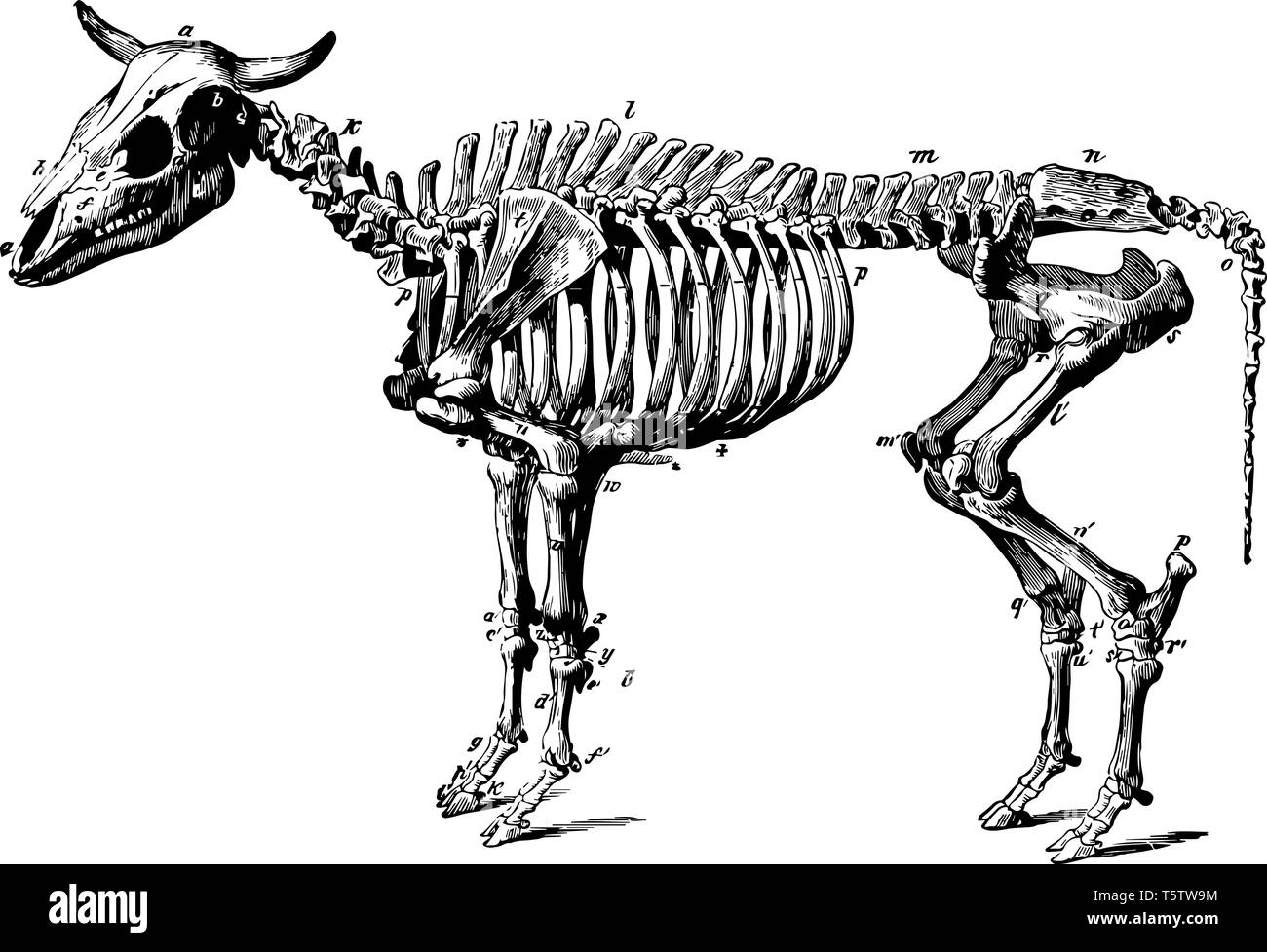 Ox scheletro è un bovino addestrato come un progetto di animale linea vintage disegno incisione o illustrazione. Illustrazione Vettoriale