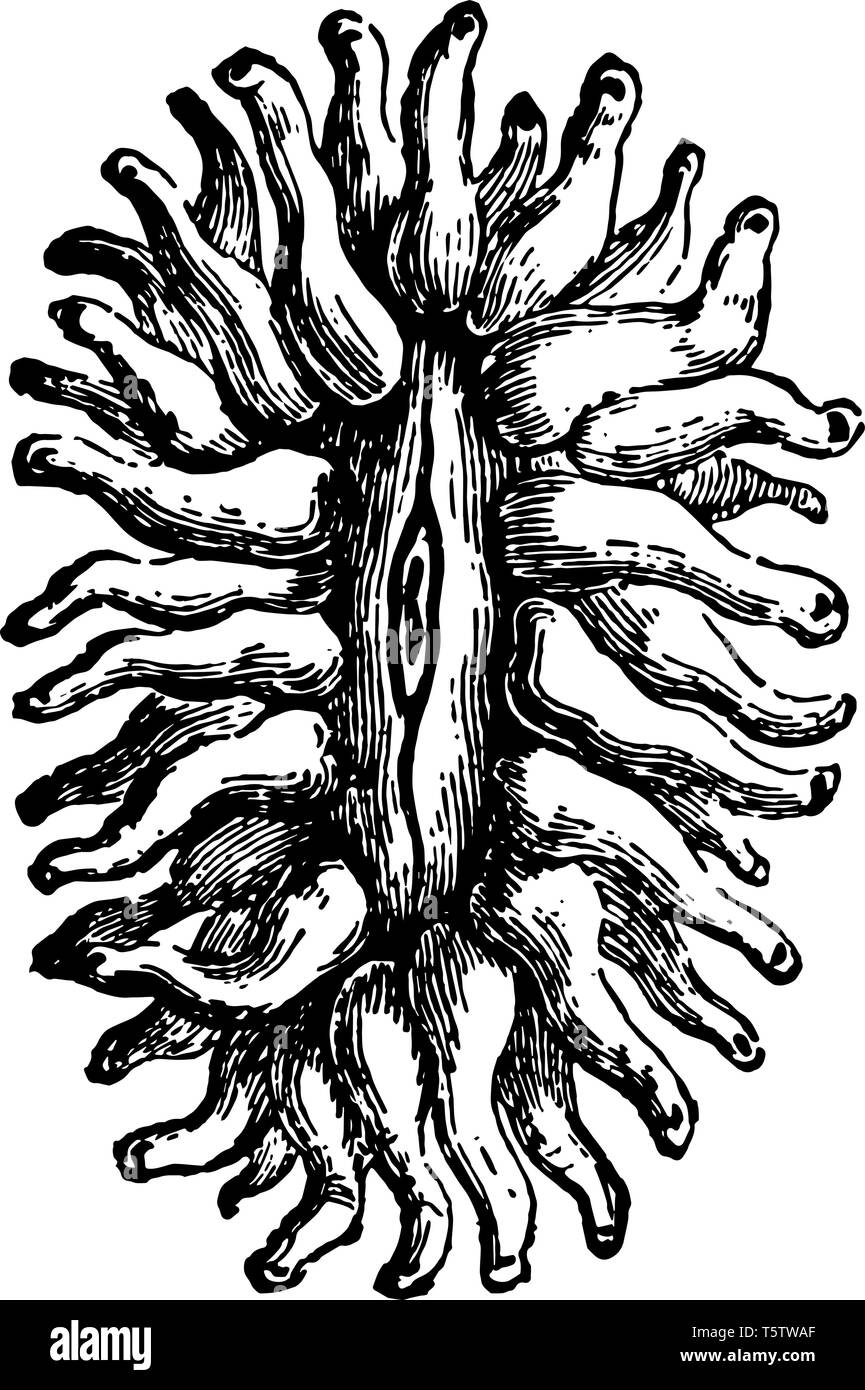 Flabellum Pavonium i polipi si verificano in cluster e sono moltiplicati per le gemme vintage disegno della linea di incisione o illustrazione. Illustrazione Vettoriale