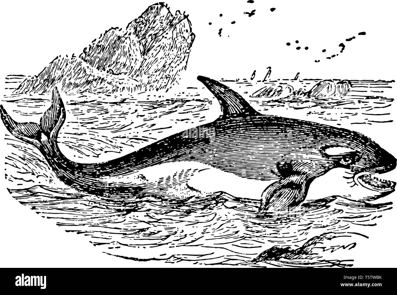 Orca è una balena dentata appartenente all'oceanic famiglia dei delfini vintage disegno della linea di incisione o illustrazione. Illustrazione Vettoriale