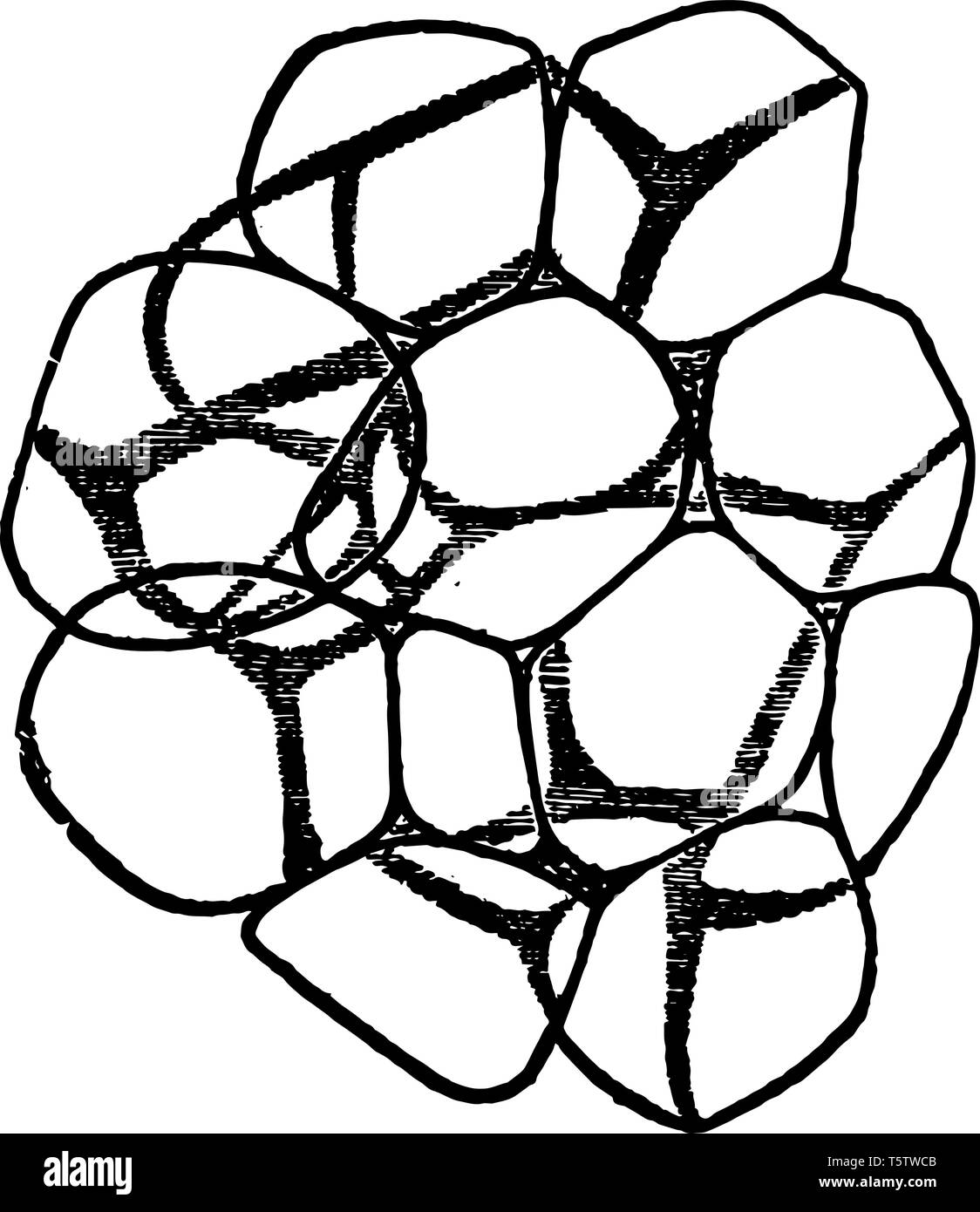 Il tessuto adiposo è un sottotipo di tessuto connettivo costituito da una crescita delle piccole vescicole contenenti grasso legati insieme da tessuto connettivo linea vintage Illustrazione Vettoriale
