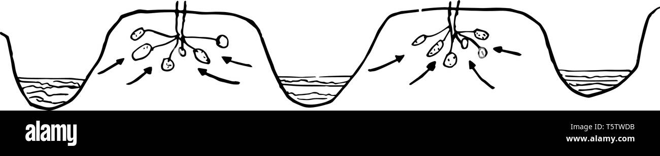 Questa immagine rappresenta il metodo solco che è una irrigazione di patate vintage disegno della linea di incisione o illustrazione. Illustrazione Vettoriale