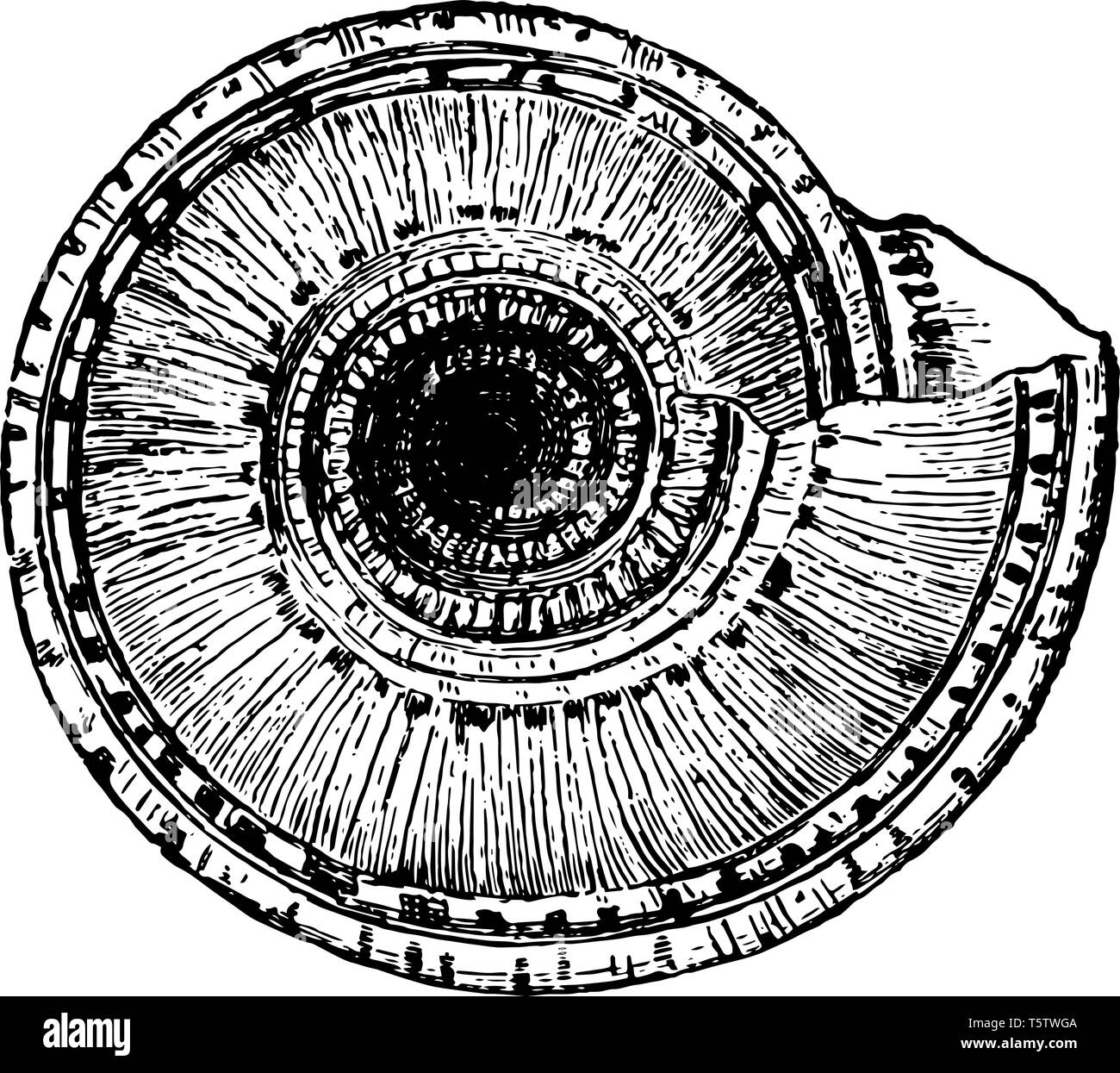Vista dal basso del Solarium Perpectivum è riconosciuta dalla sua profonda umbilicus vintage disegno della linea di incisione o illustrazione. Illustrazione Vettoriale
