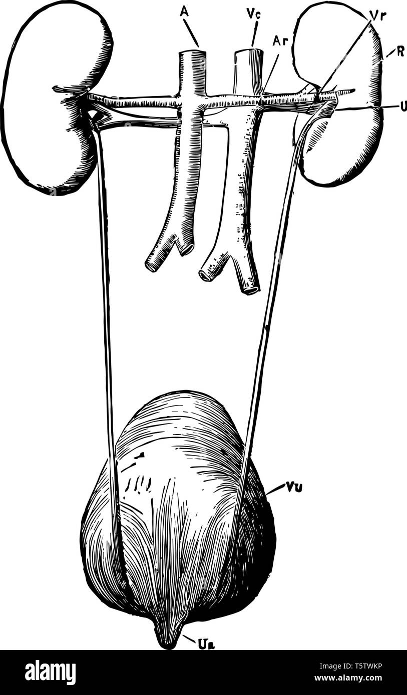 Questa immagine rappresenta il organi renale visto da dietro vintage disegno della linea di incisione o illustrazione. Illustrazione Vettoriale