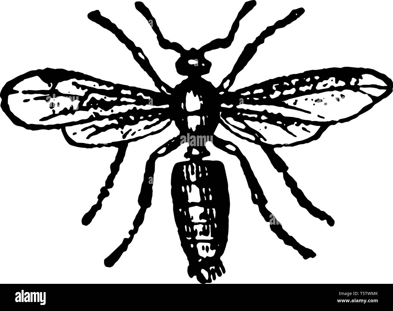 Cenere maschio Black Ant che impiegano un mortaio ad accrescere la loro collinette allo stesso tempo vintage disegno della linea di incisione o illustrazione. Illustrazione Vettoriale