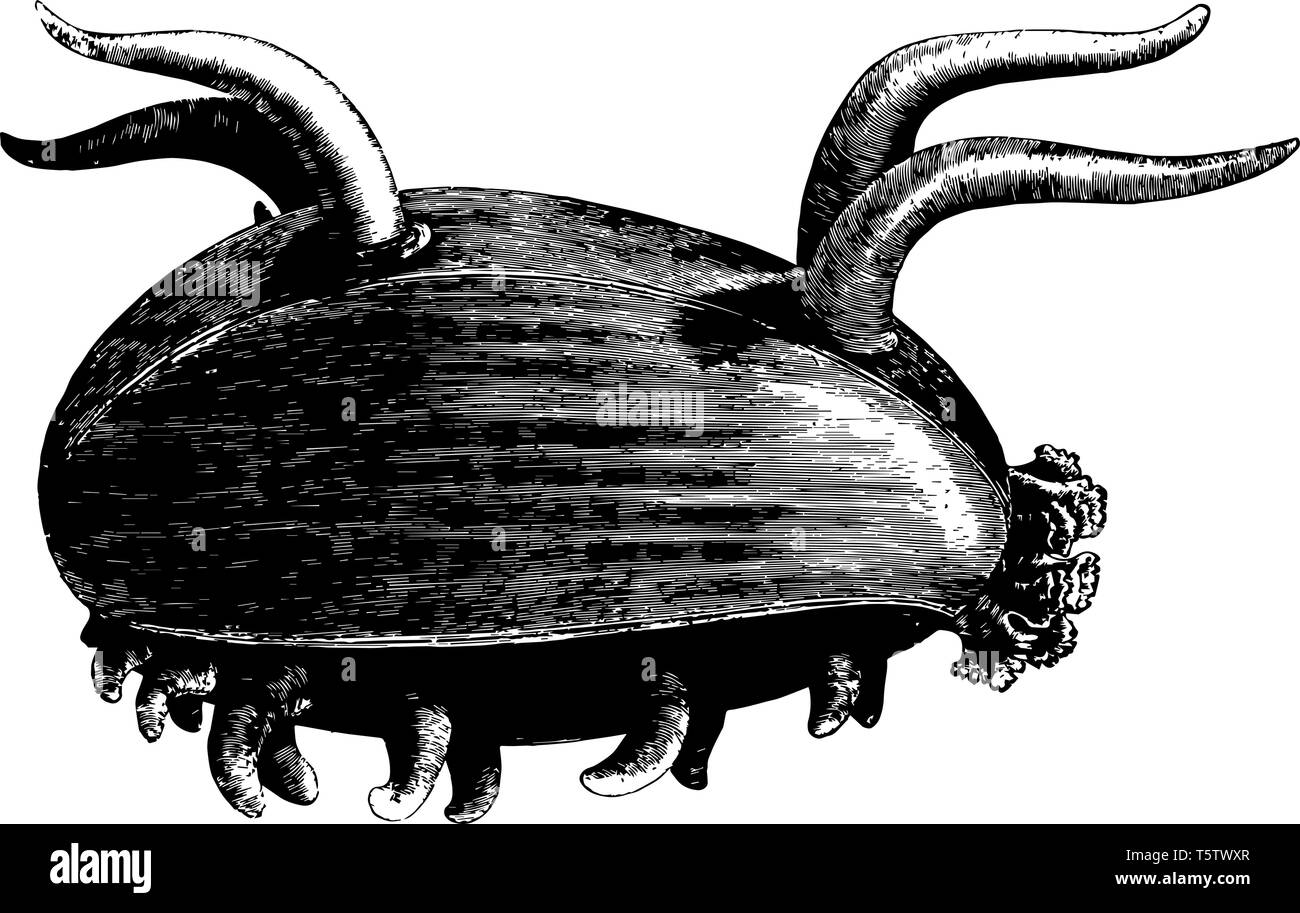 Scotoplana Globosa vivono sopra o appena sotto la superficie di fondo dell'oceano sulla pianura abissale vintage disegno della linea o incisione illustrati Illustrazione Vettoriale