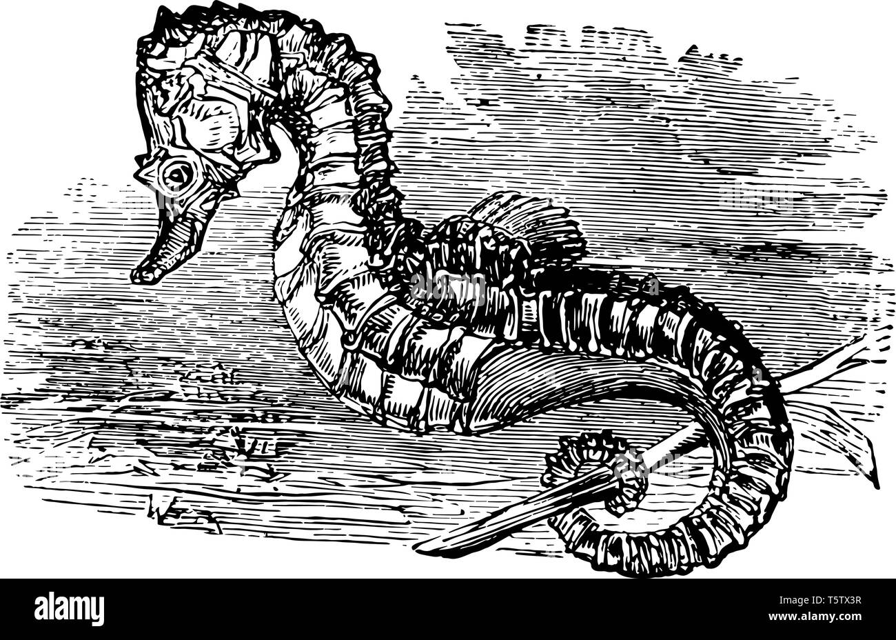 Breve Snouted Seahorse è una specie di pesci della famiglia Syngnathidae vintage disegno della linea di incisione o illustrazione. Illustrazione Vettoriale