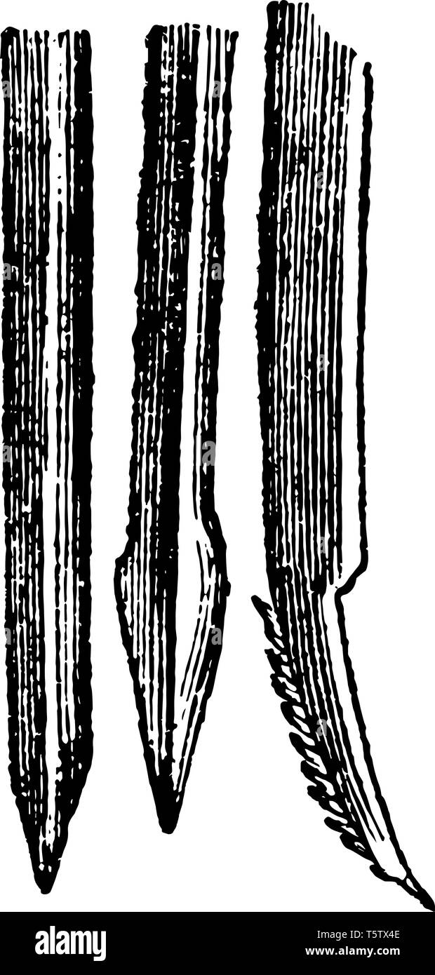 Lancette del moscerino che è seghettato sul lato convesso della curvatura vintage disegno della linea di incisione o illustrazione. Illustrazione Vettoriale