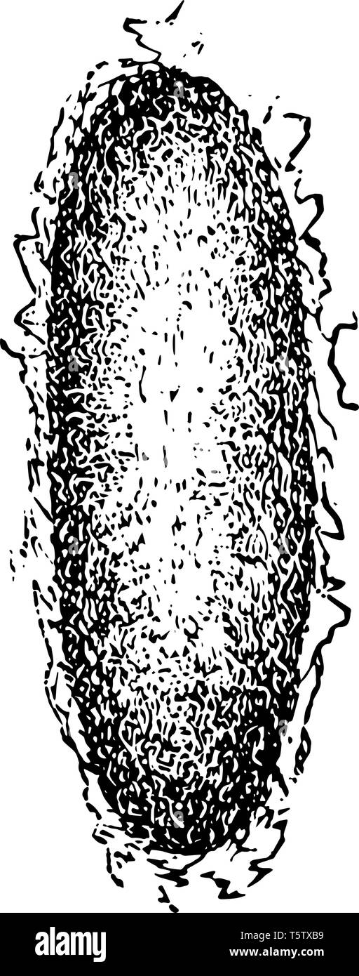 Tenda Cocoon Caterpillar specie si verificano in Nord America vintage disegno della linea di incisione o illustrazione. Illustrazione Vettoriale