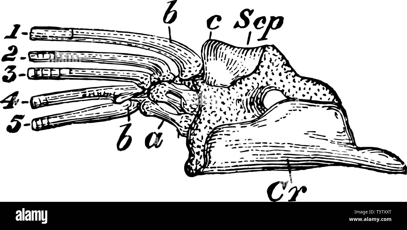 Pike Scapulocoracoid che è un pesce osseo che mostra scapulocoracoid vintage disegno della linea di incisione o illustrazione. Illustrazione Vettoriale