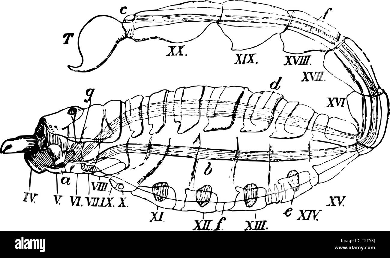 Scorpion diagramma rappresenta il quarto al ventesimo somite base dei pedipalpi o grandi griffe vintage disegno della linea di incisione o illustrazione. Illustrazione Vettoriale