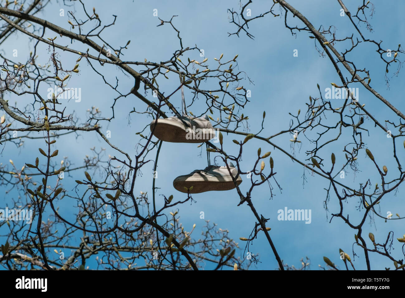 Paio di scarpe appeso nella struttura ad albero isolato - Pattini usurati Foto Stock