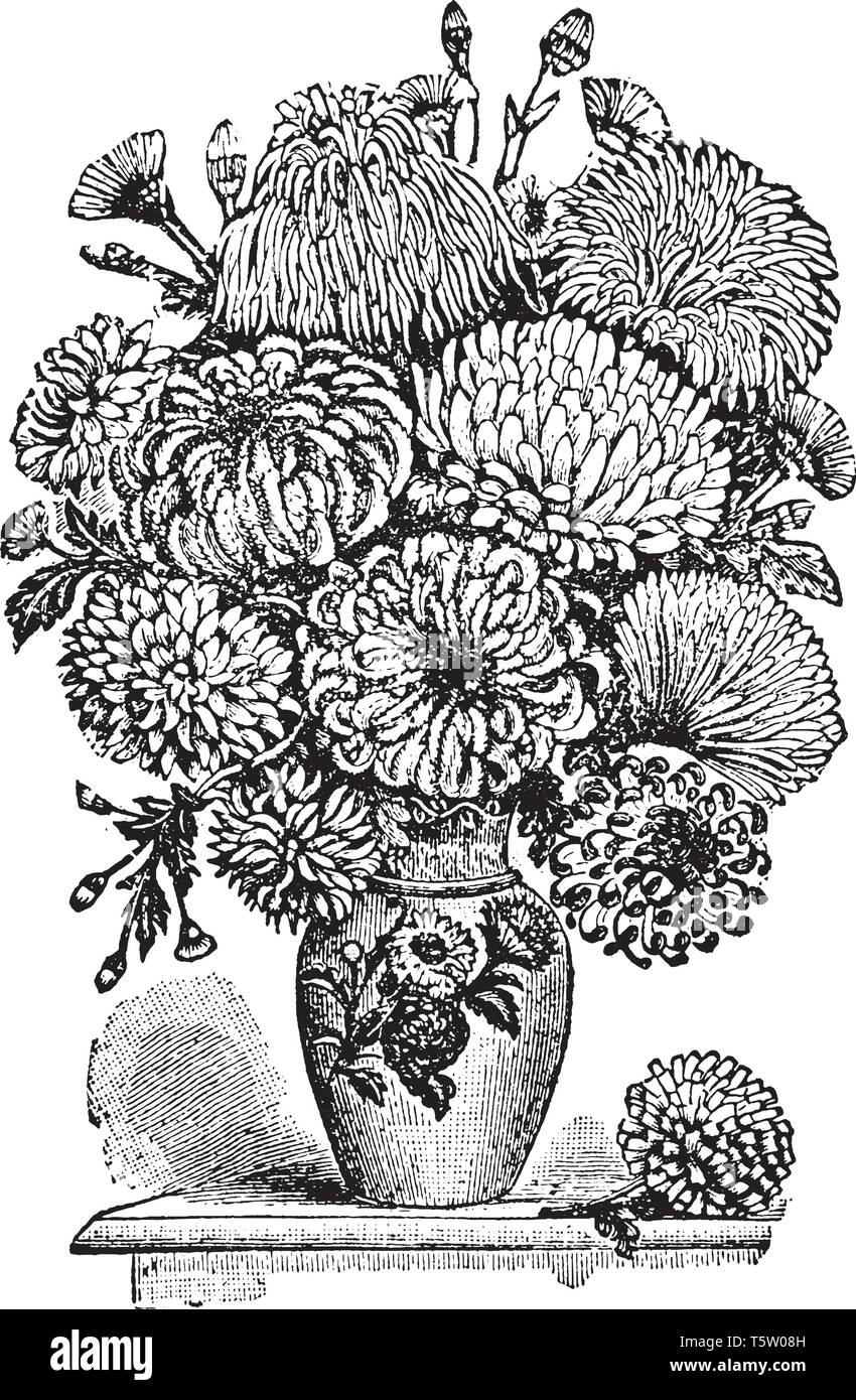 Piante ornamentali coltivate per il loro ricche sfumature le teste dei fiori & sono cresciute in parti moderate dell America, vintage disegno della linea di incisione o illustrazione Illustrazione Vettoriale