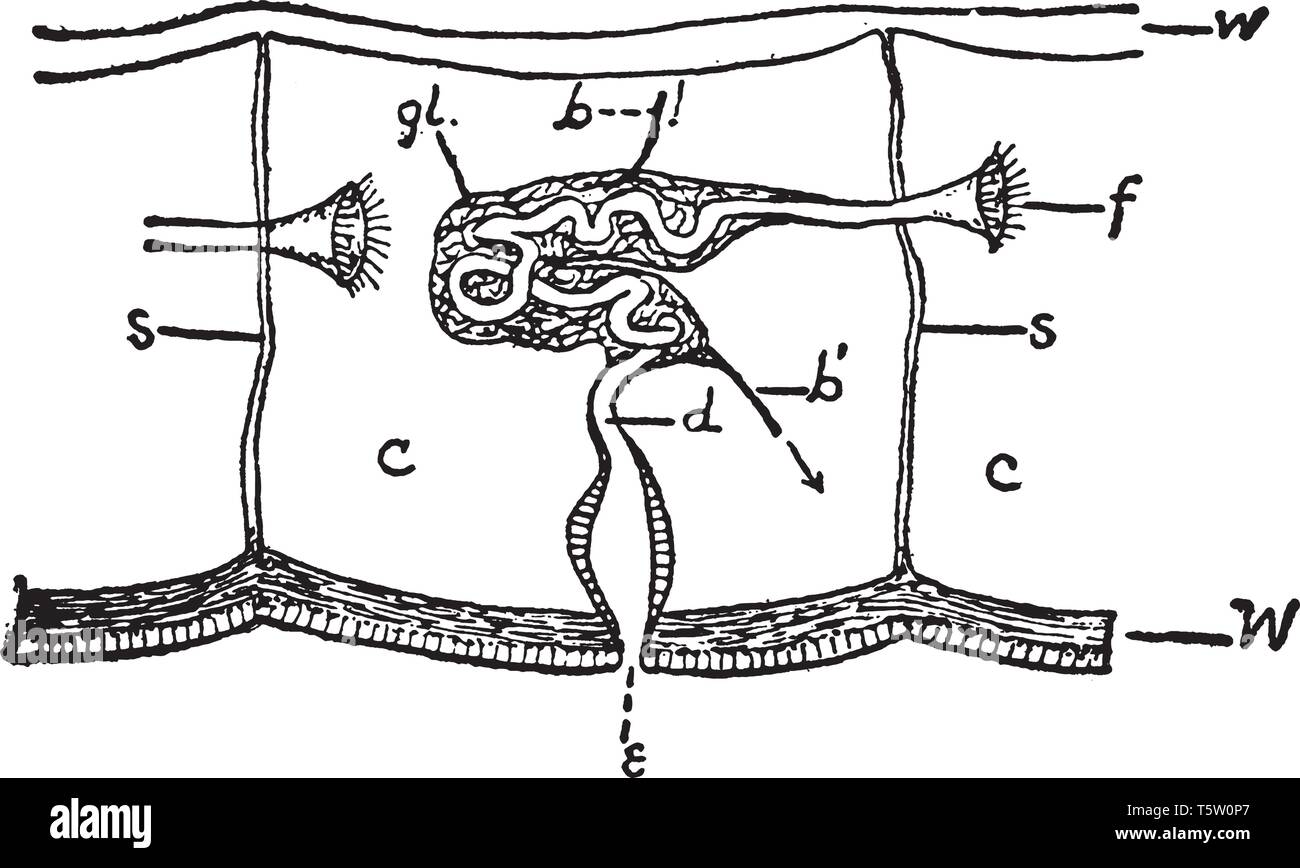 Nephridium è un organo di invertebrati che si verifica in coppie e svolge una funzione analoga a quella dei vertebrati, rene vintage disegno della linea o incisione Illustrazione Vettoriale