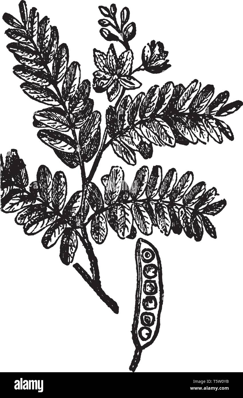 La struttura ad albero di Tamarindo LEGUMI è e fa parte della famiglia Fabaceae. Il suo frutto è chiamato un legume indehiscent, il che significa che non si apre naturalmente Illustrazione Vettoriale