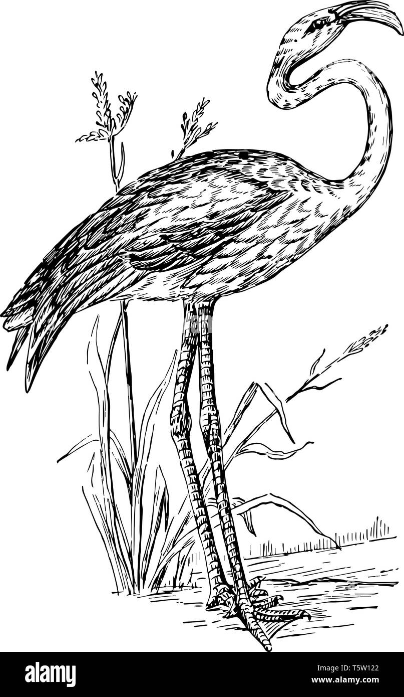 Flamingo un uccello di grandi dimensioni con gambe lunghe vintage disegno della linea. Illustrazione Vettoriale