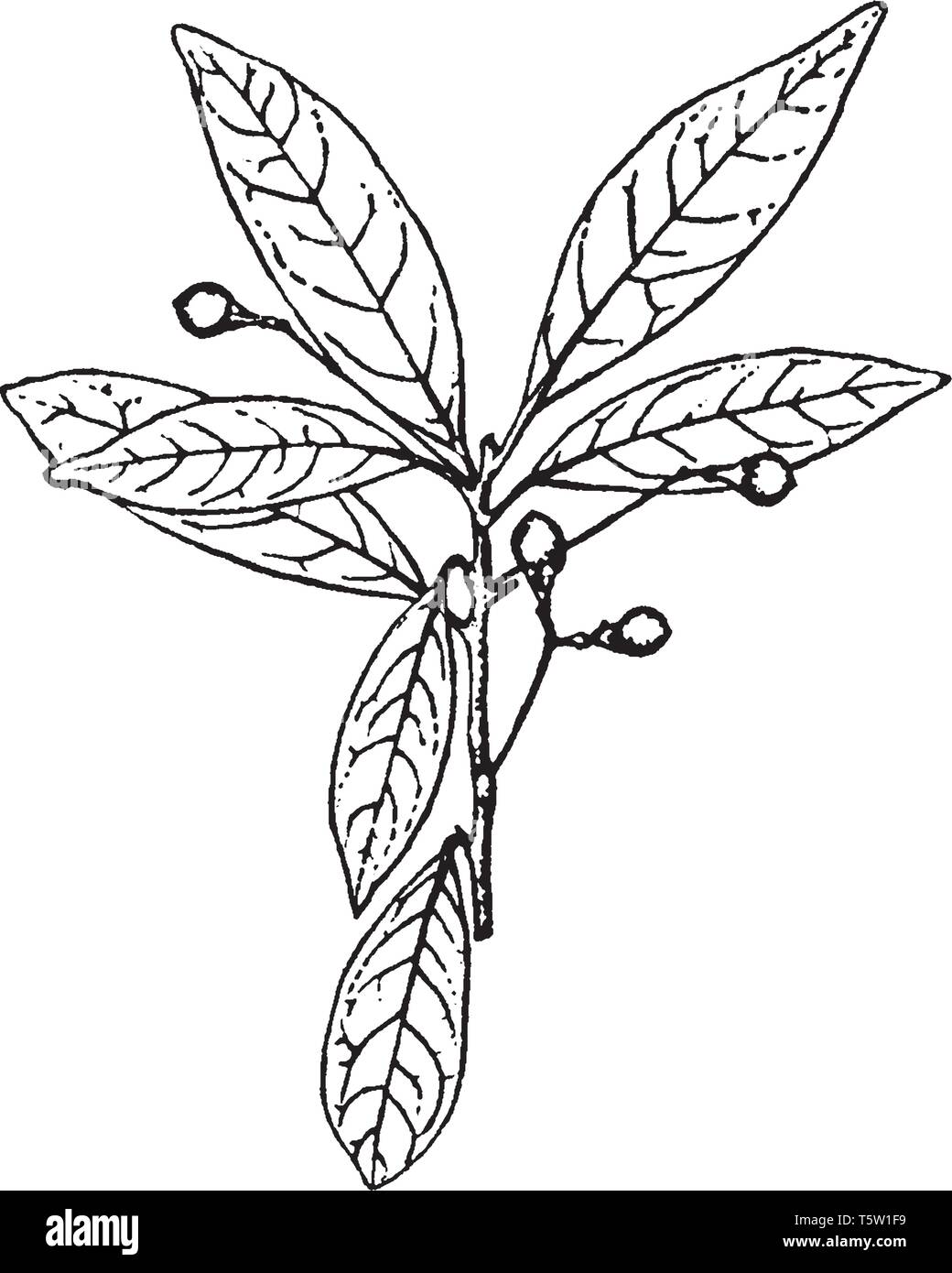 Foto descrive un piccolo ramo con poco sviluppato foglie, vintage disegno della linea di incisione o illustrazione. Illustrazione Vettoriale