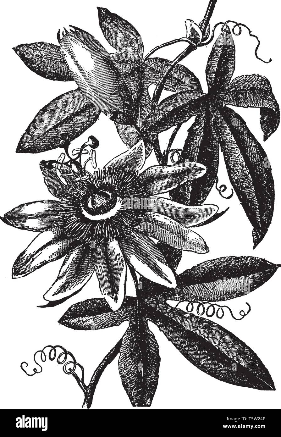 Fiore della passione anche noto come Passiflora. È un arbusto sempreverde scalatore con esotici cercando fiori, a volte seguita da vivacemente colorati frutti, vinta Illustrazione Vettoriale