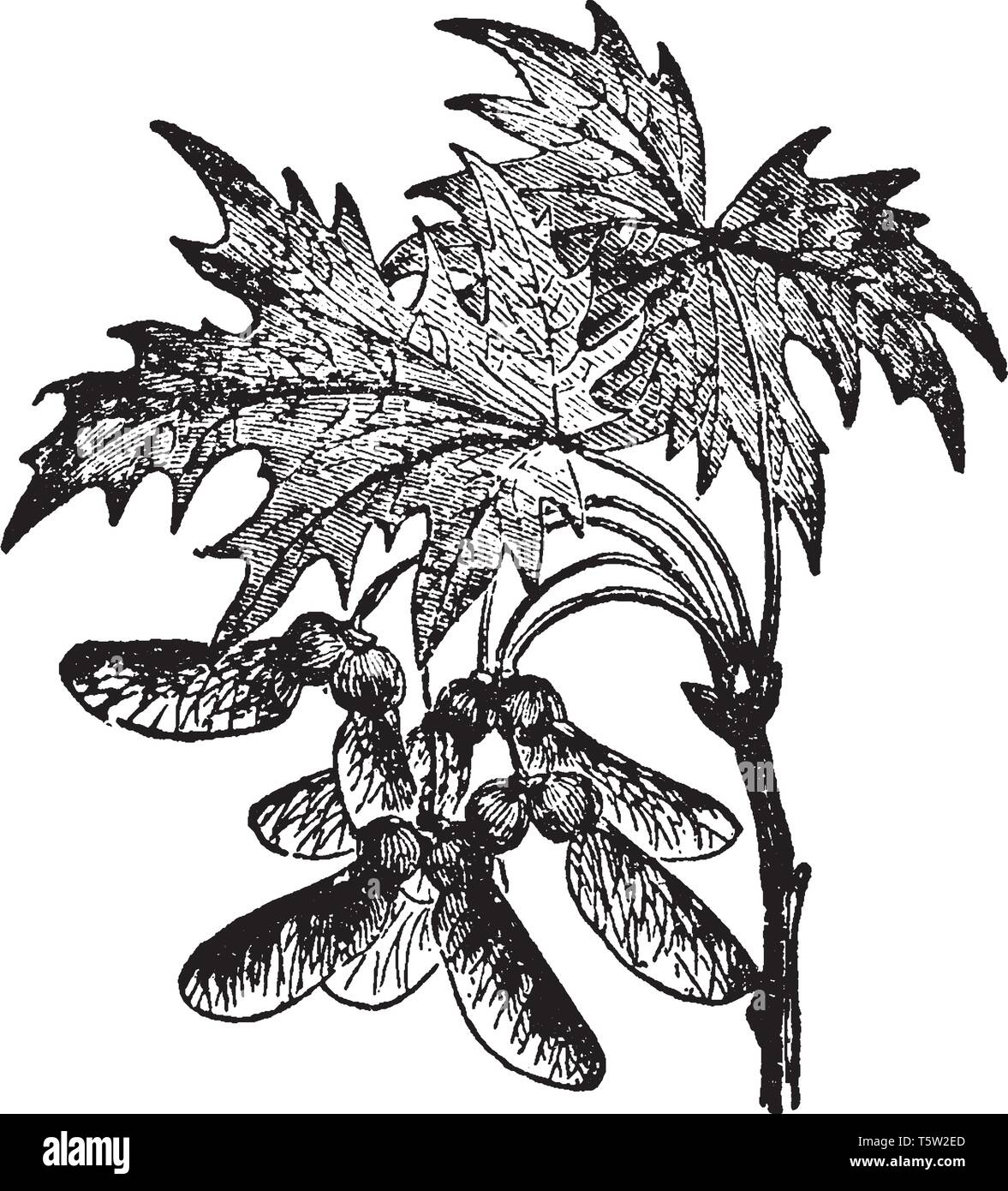 Genere sia i tipi di Acer tree. è un contenente con ottanta specie. Che si trovano a nord zona temperata, vintage disegno della linea o engra Illustrazione Vettoriale