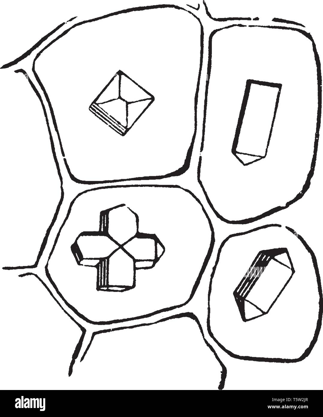 Ci sono quattro tipi di buccia di cipolla, guardano come simbolo aggiunta, sottrarre, busta etc, vintage disegno della linea di incisione o illustrazione. Illustrazione Vettoriale