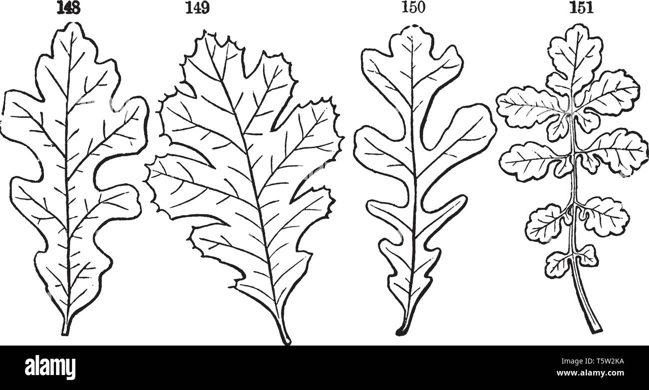 Una foto di foglie Pinnate che sono composto foglia che sono attaccati allo stelo ed è diviso in piccoli opuscoli, vintage disegno della linea o engravin Illustrazione Vettoriale