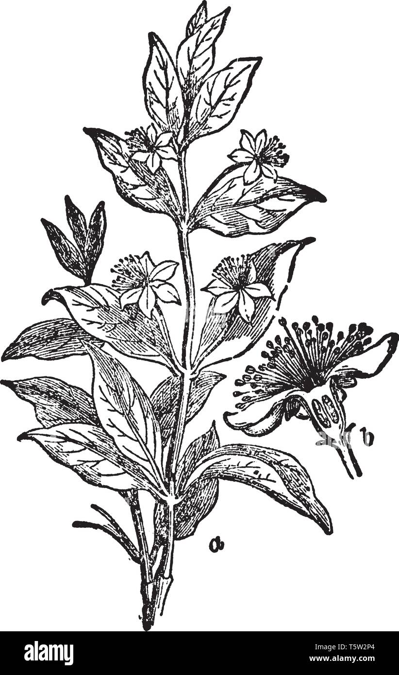 Una foto della pianta di mirto. Myrtus, con il nome comune di mirto, è un  genere di piante in fiore nella famiglia Myrtaceae ed è originaria del Nord  Africa Immagine e Vettoriale -