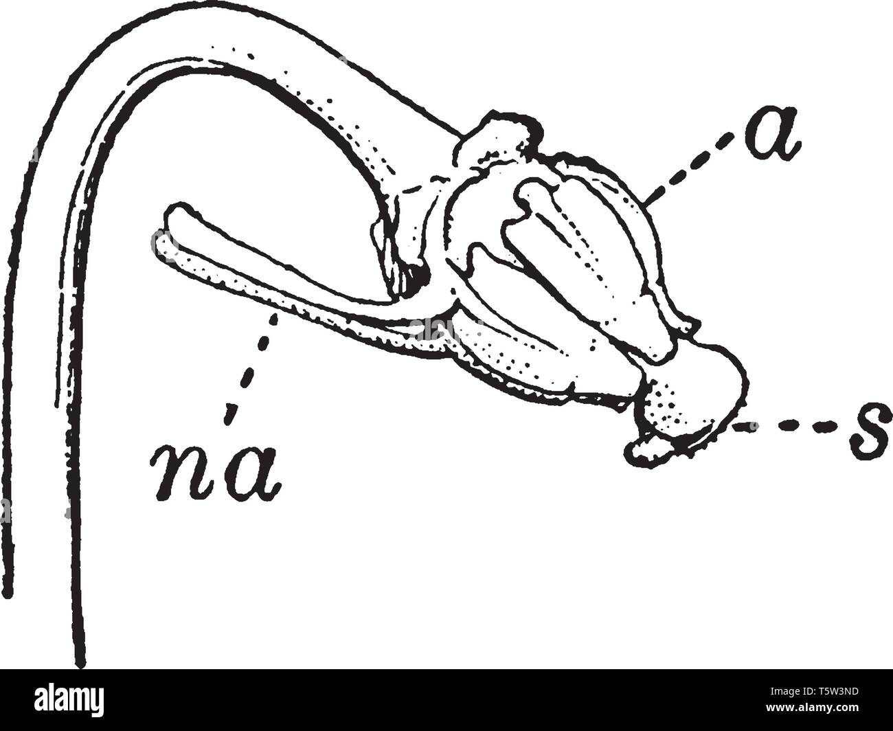 Un diagramma di stami e pistillo da un viola tricolore descrivendo antera, Nectarial appendice di stame e stigmatizzazione, vintage disegno della linea o incisione di io Illustrazione Vettoriale