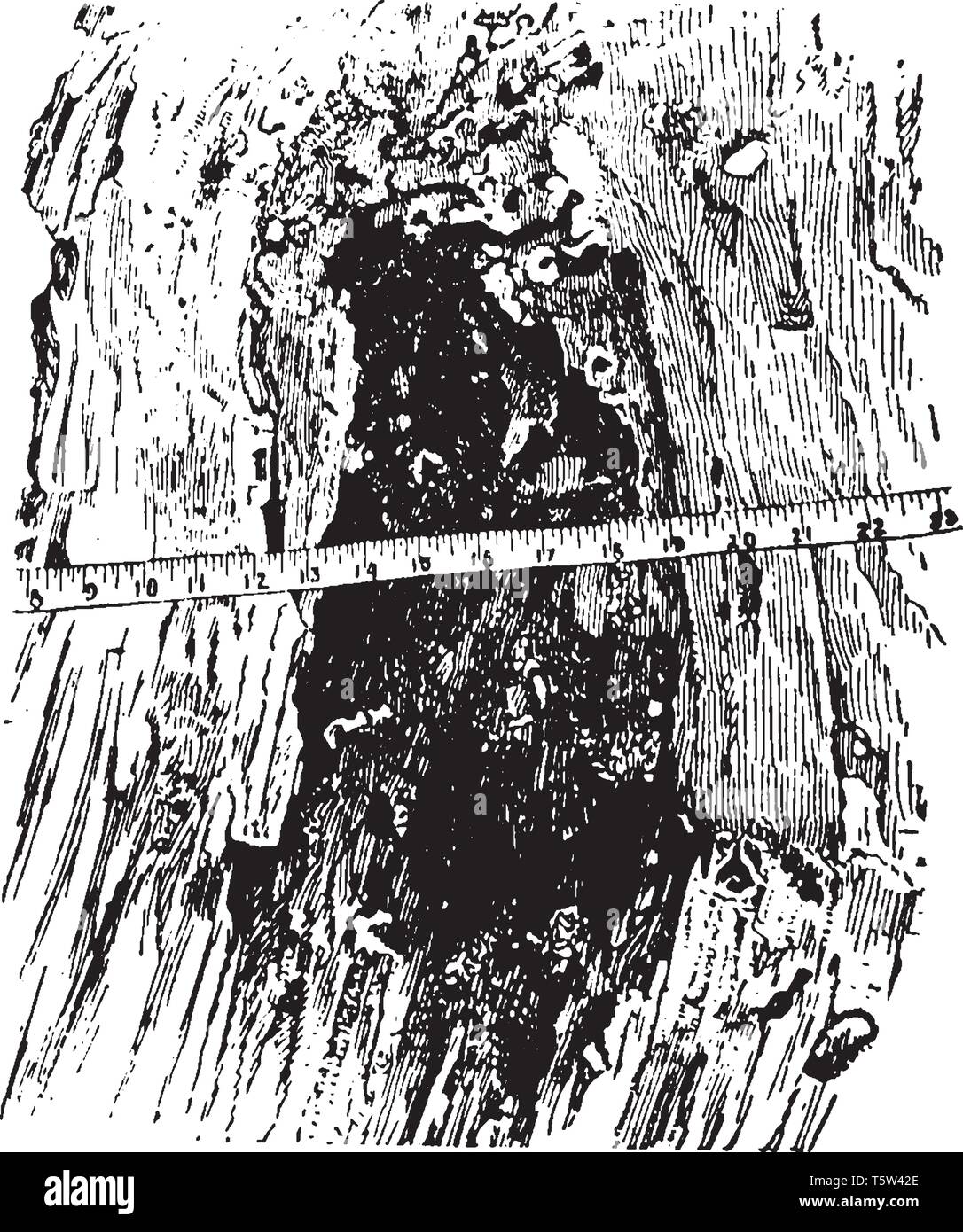 In questa cornice vi è un tronco di albero e si è rotto, vintage disegno della linea di incisione o illustrazione. Illustrazione Vettoriale