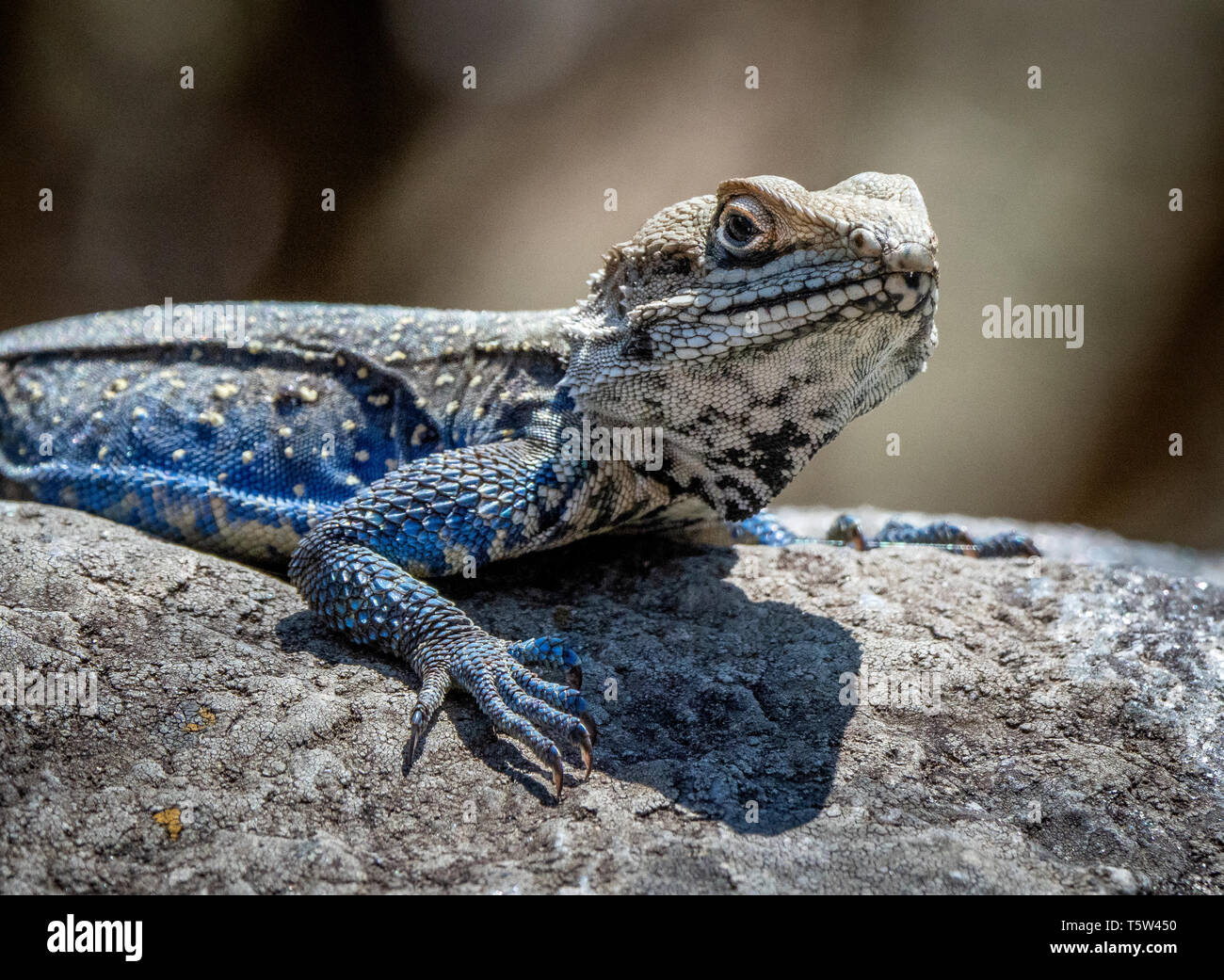 Il Kashmir rock agama lizard Laudakia tuberculata con gambe blu e fianchi prendere il sole su una parete in un Binsar villaggio montano di Uttarakhand Himalaya India Foto Stock