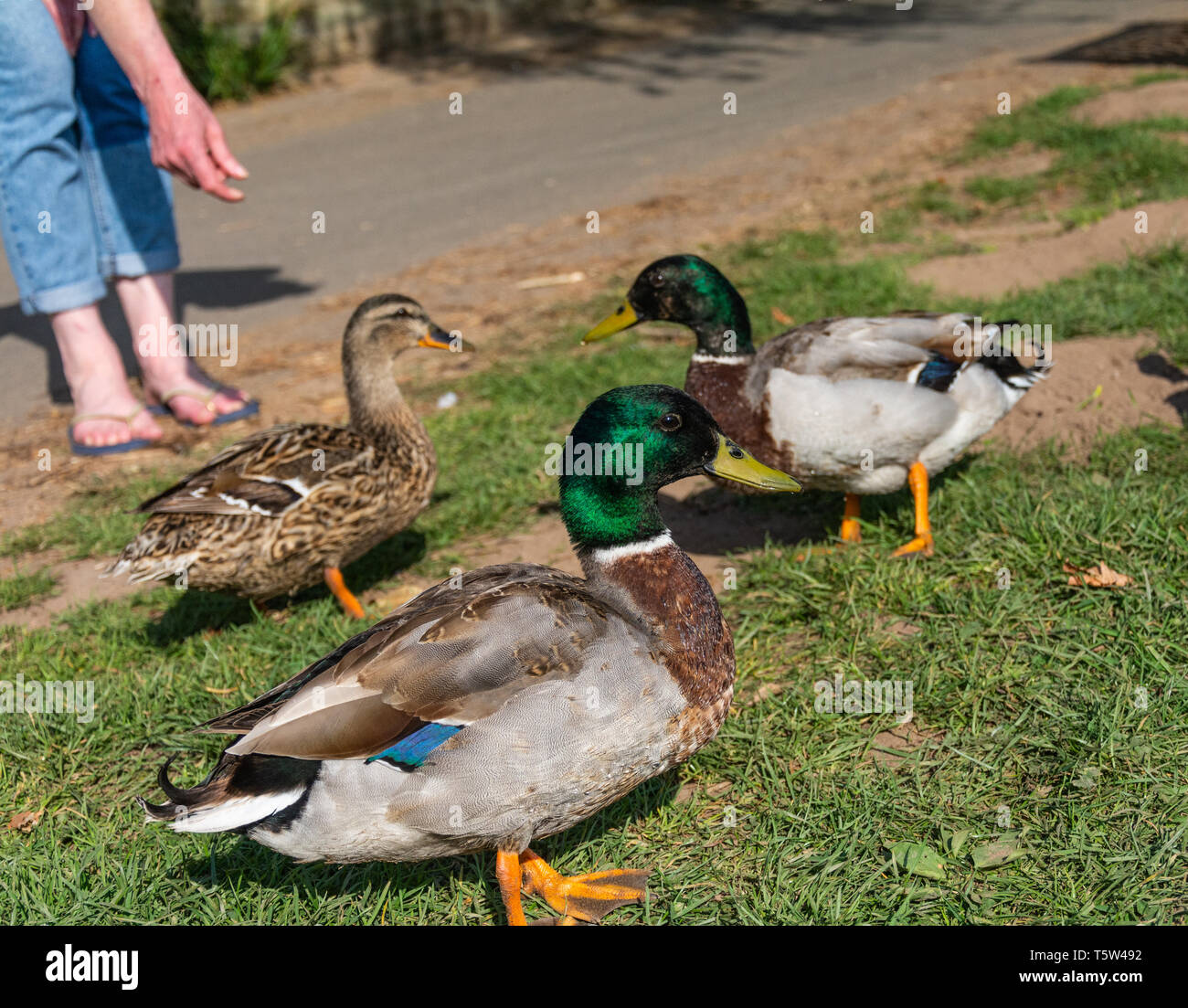 Due maschi e una femmina il germano reale (Anas platyrhynchos) essendo alimentato. Fiume Severn in alto a Arley, Worcestershire. Foto Stock