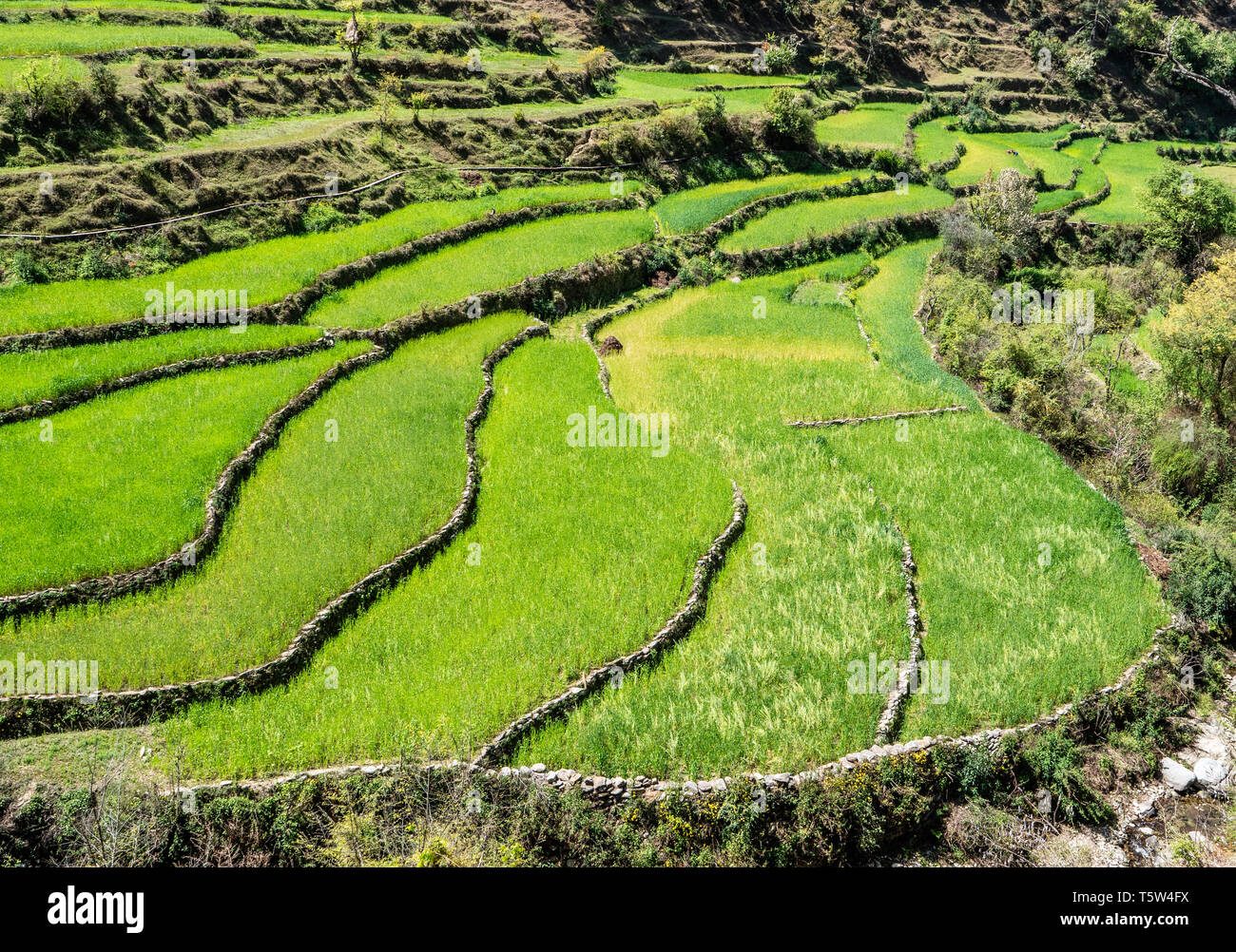 Campi terrazzati utilizzato per la coltivazione di riso biologico e seminativi al di fuori di un villaggio nel Binsar nell'Uttarakhand Himalaya dell India settentrionale Foto Stock