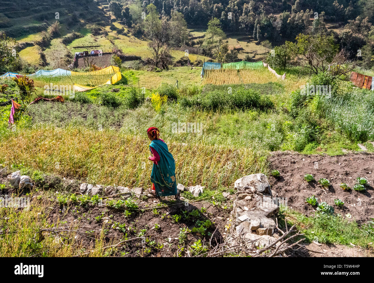 Una donna innaffiando le sue verdure in campi terrazzati nel villaggio di risal alta nelle colline himalayana di Binsar in Uttarakhand India del Nord Foto Stock