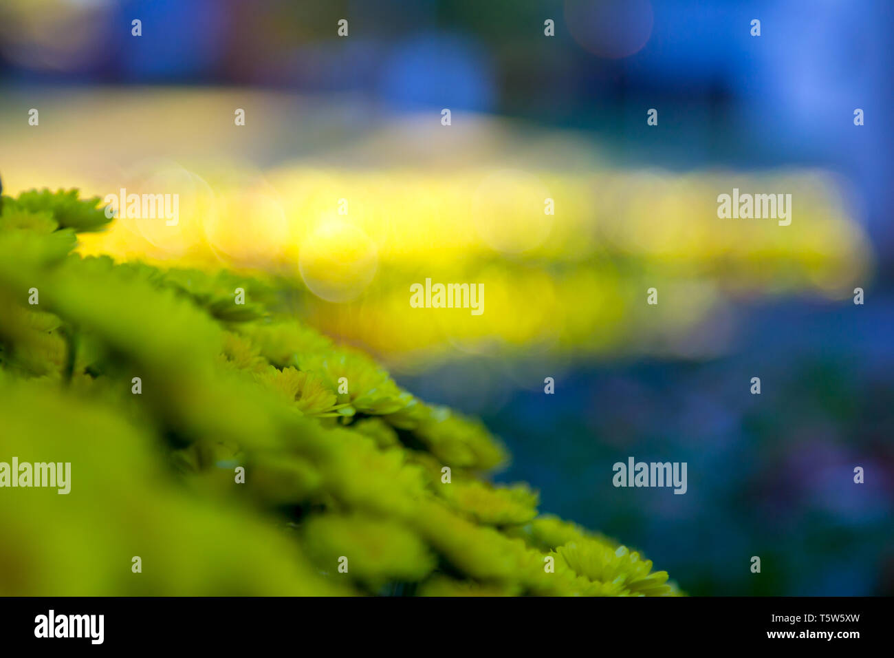 Il mio giardino mamma pianta caduta del 2018. Foto Stock