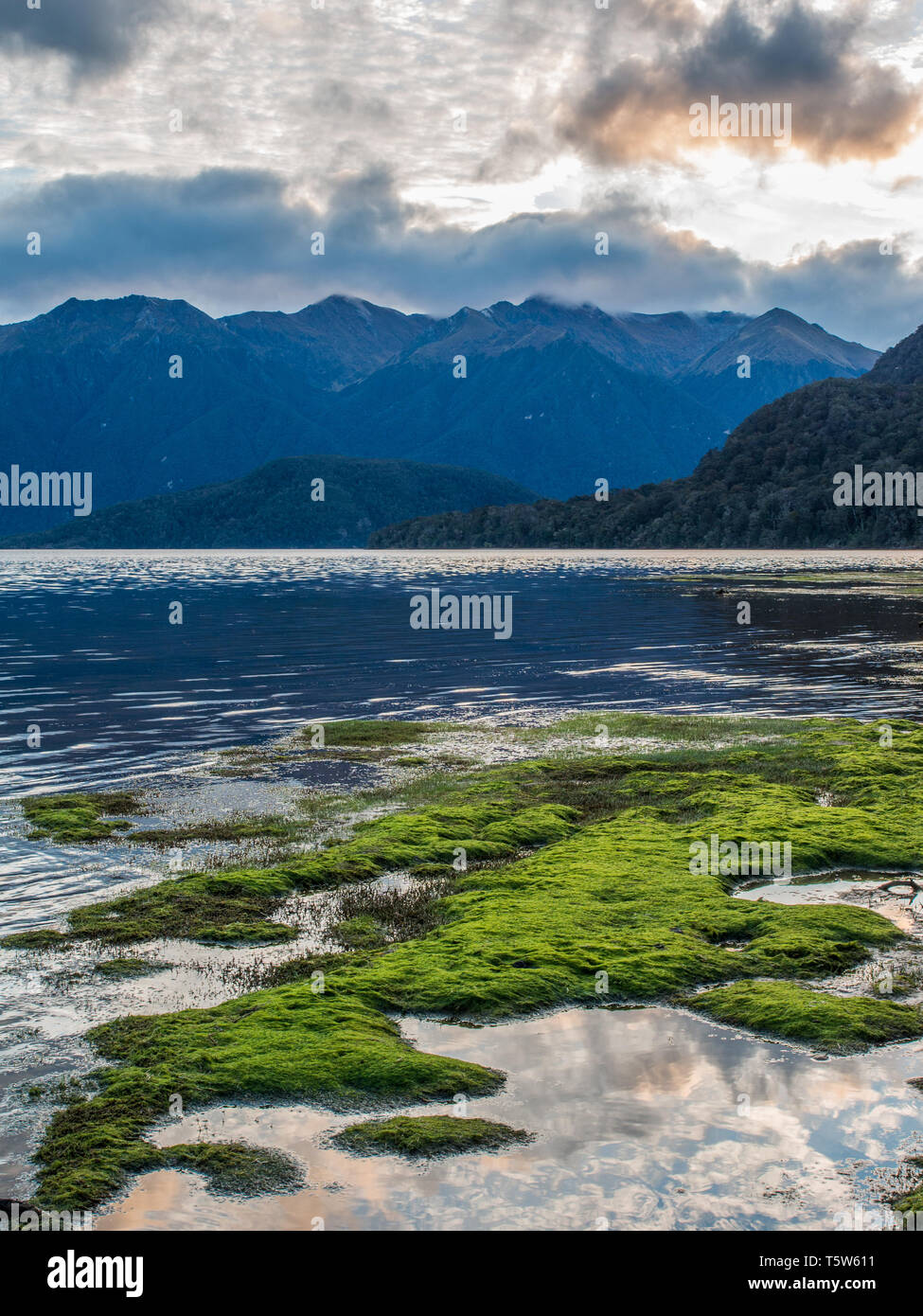 Piante verdi, nuvole riflettono chiaramente in acque calme, scuro salire sulle montagne in distanza, Lago Hauroko, Parco Nazionale di Fiordland, Southland, Nuova Zelanda Foto Stock