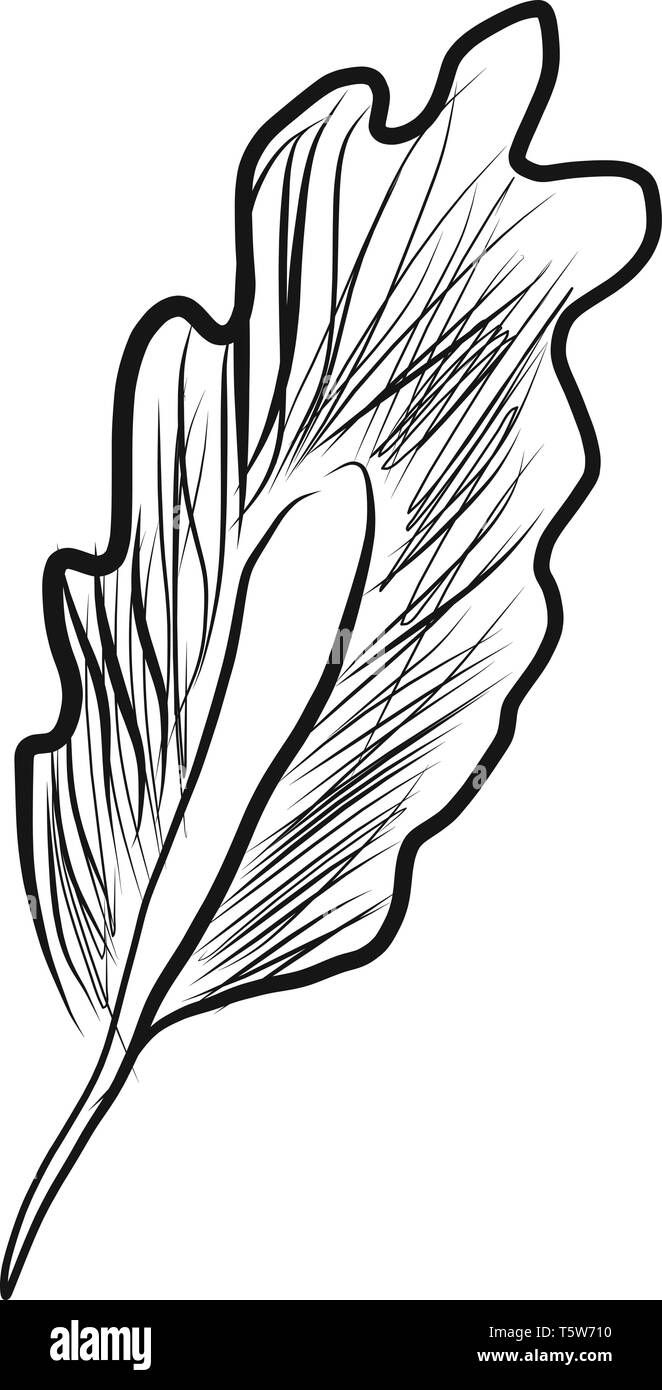 Immagine in bianco e nero di un uccello del vettore di piuma il colore di disegno o illustrazione Illustrazione Vettoriale