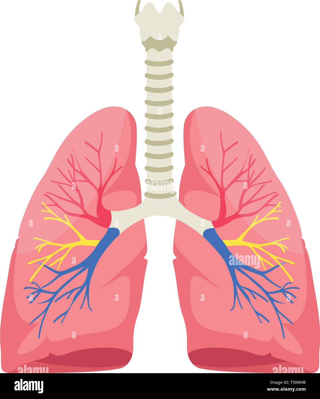 Polmoni umani anatomia illustrazione vettoriale su sfondo bianco. Illustrazione Vettoriale