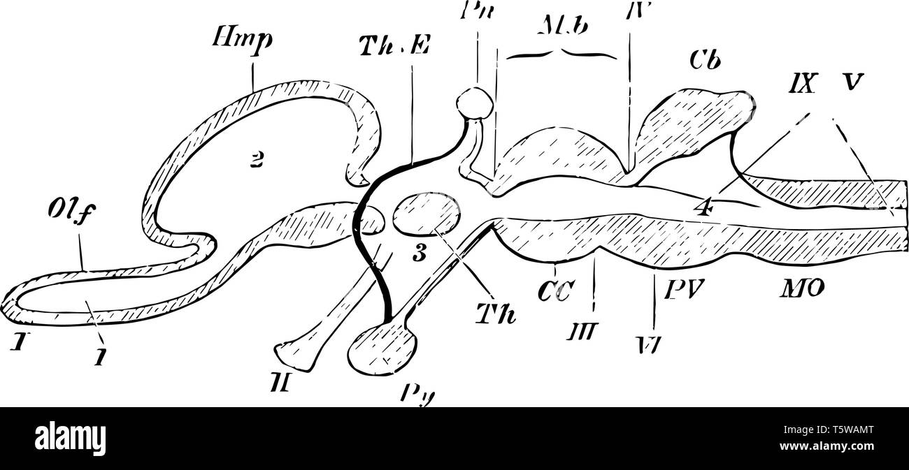 Sezione verticale di un vertebrato del cervello in cui i nove coppie di nervi cranici vintage disegno della linea di incisione o illustrazione. Illustrazione Vettoriale