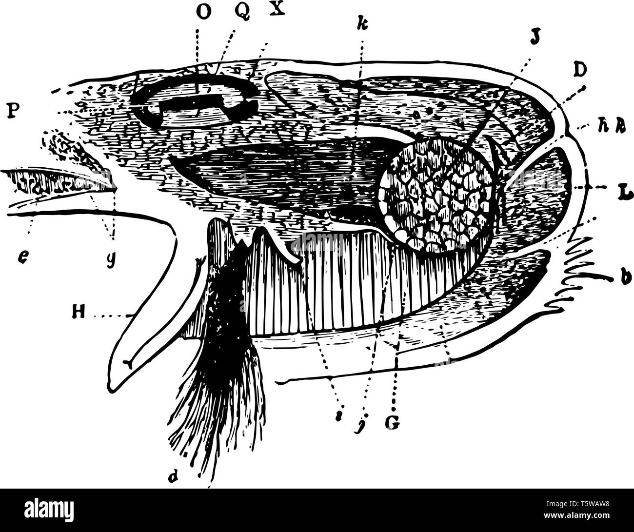 Questa immagine rappresenta il bisso mantello e ovidotto di Mytilus vintage disegno della linea di incisione o illustrazione. Illustrazione Vettoriale