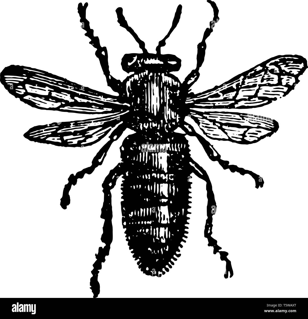 Femmina o Queen Bee dove le ali sono più corti in proporzione vintage disegno della linea di incisione o illustrazione. Illustrazione Vettoriale