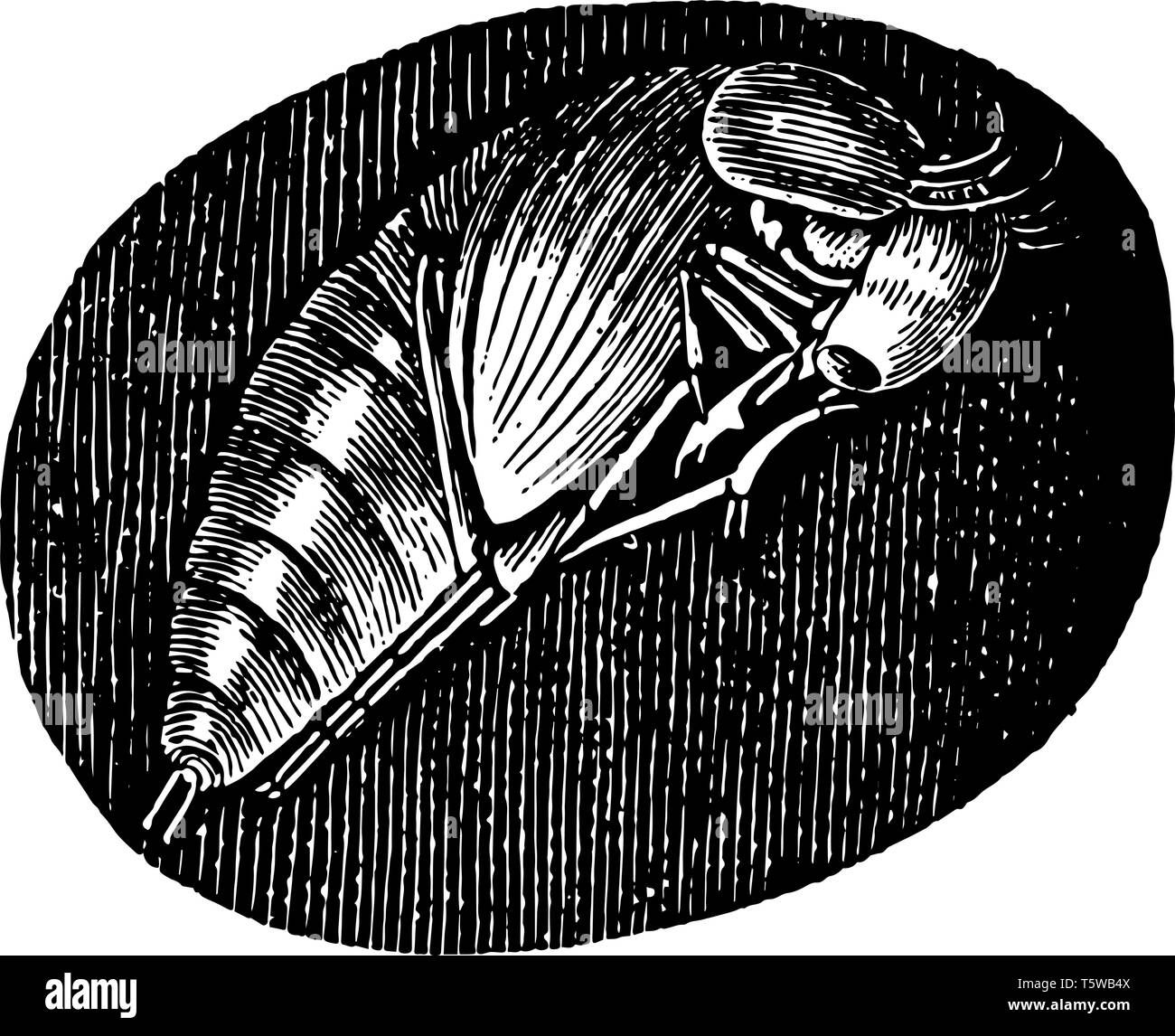 Pupa del Hydrophilus Piceus che burrows nella terra a subire la sua metamorfosi in pupa vintage disegno della linea di incisione o illustrazione. Illustrazione Vettoriale