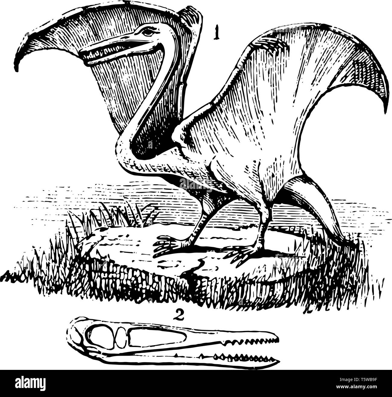Pterodactyl è un estinto di rettili volanti genere di pterosaurs vintage disegno della linea di incisione o illustrazione. Illustrazione Vettoriale