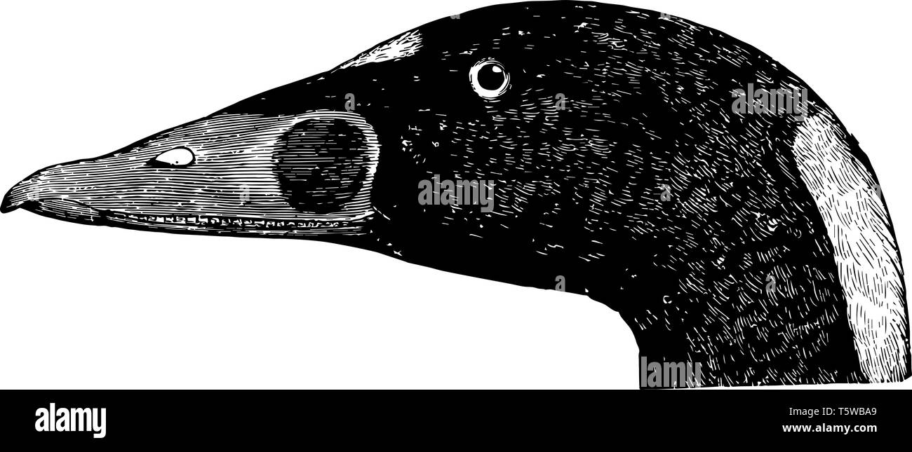 Questo diagramma rappresenta Trowbridge Surf Duck vintage disegno della linea di incisione o illustrazione. Illustrazione Vettoriale