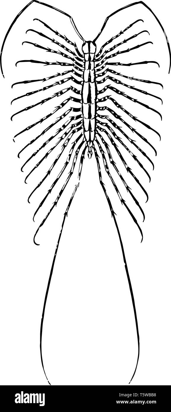 House Centipede è un giallo e grigio con centipede trenta gambe vintage disegno della linea di incisione o illustrazione. Illustrazione Vettoriale