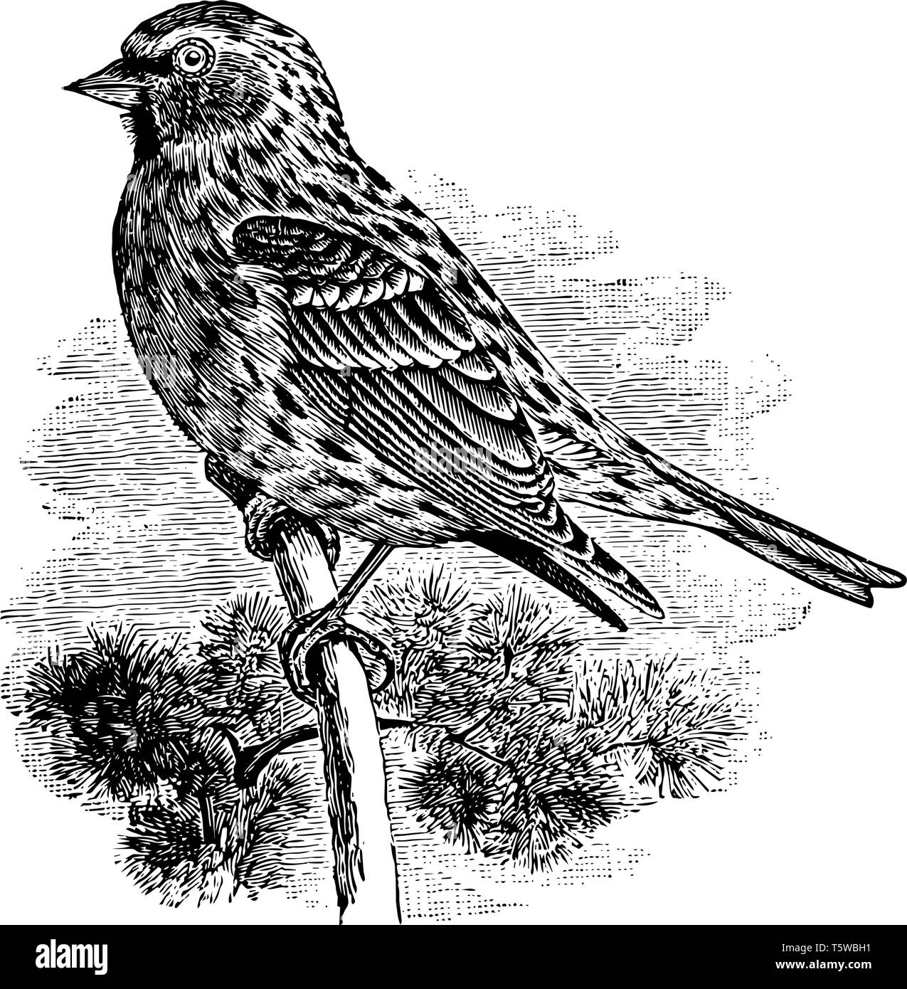 Redpoll comune è una specie di uccello della famiglia finch vintage disegno della linea di incisione o illustrazione. Illustrazione Vettoriale