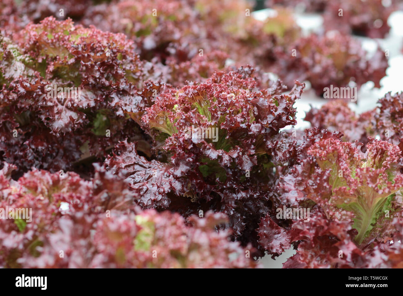 Fresche verdure biologiche coltivate utilizzando aquaponic o coltivazione idroponica Foto Stock