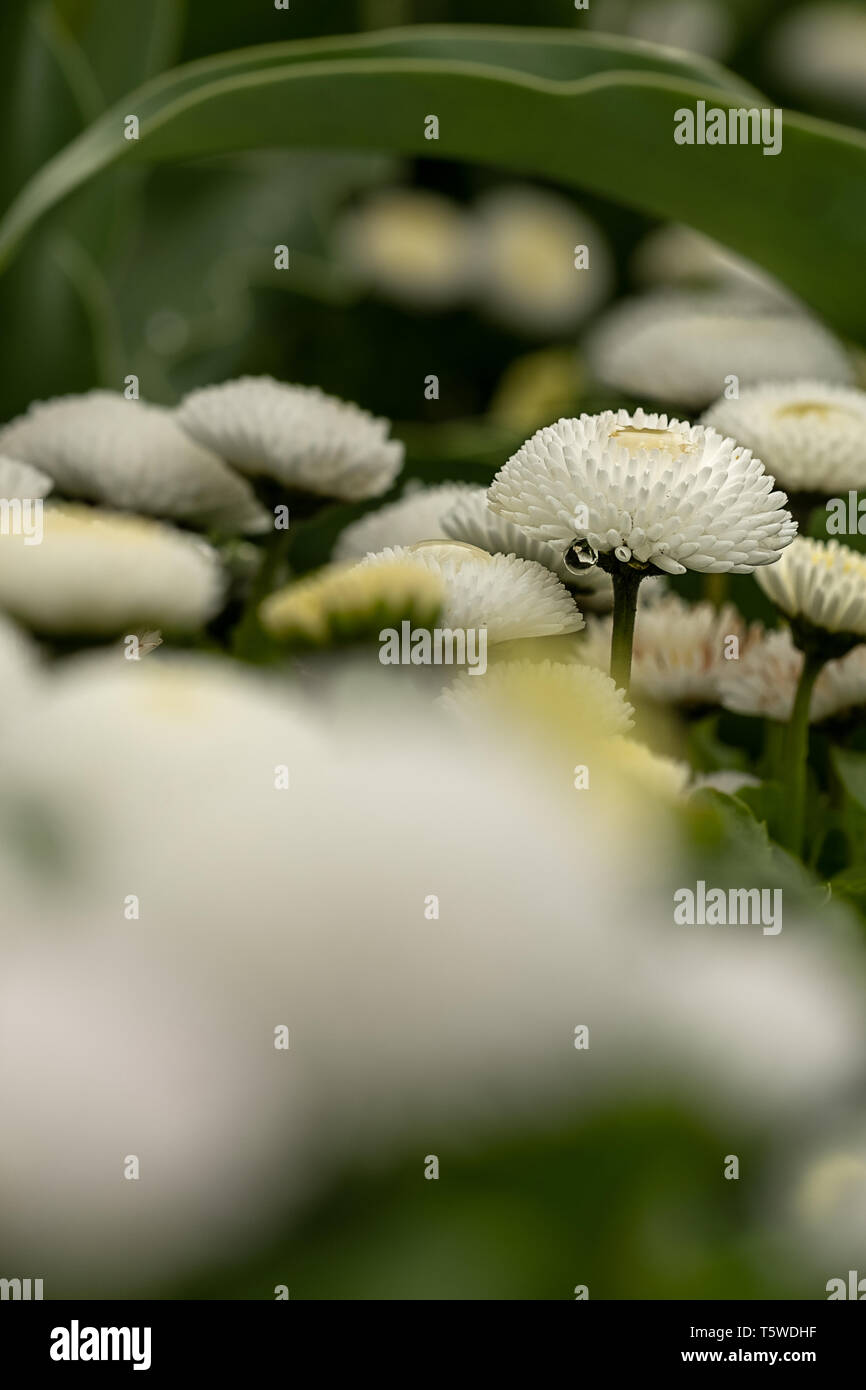 Bianche margherite riempito in primo piano e sullo sfondo al di fuori della messa a fuoco Foto Stock