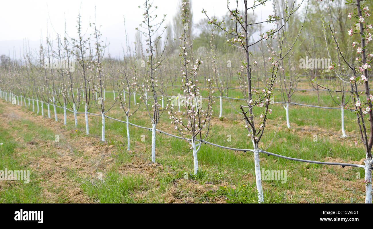 Fioritura di giovani alberi di mele in aprile trattati con miscela bordolese per la lotta contro la peronospora. Miscela bordolese è consentito in agricoltura biologica e protegge Foto Stock