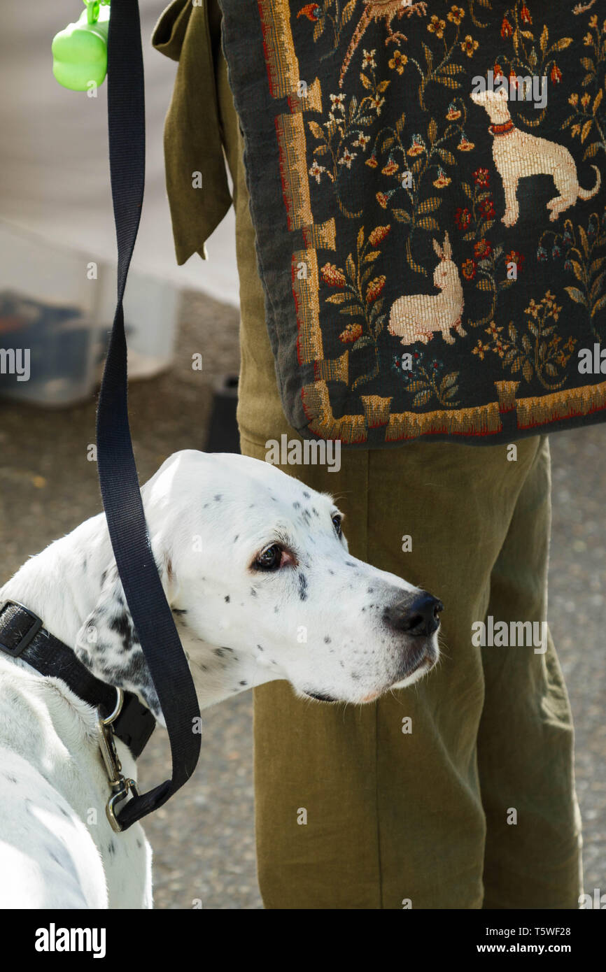Un cane dalmata e il suo proprietario che trasportano un cane tema shopping bag. Foto Stock