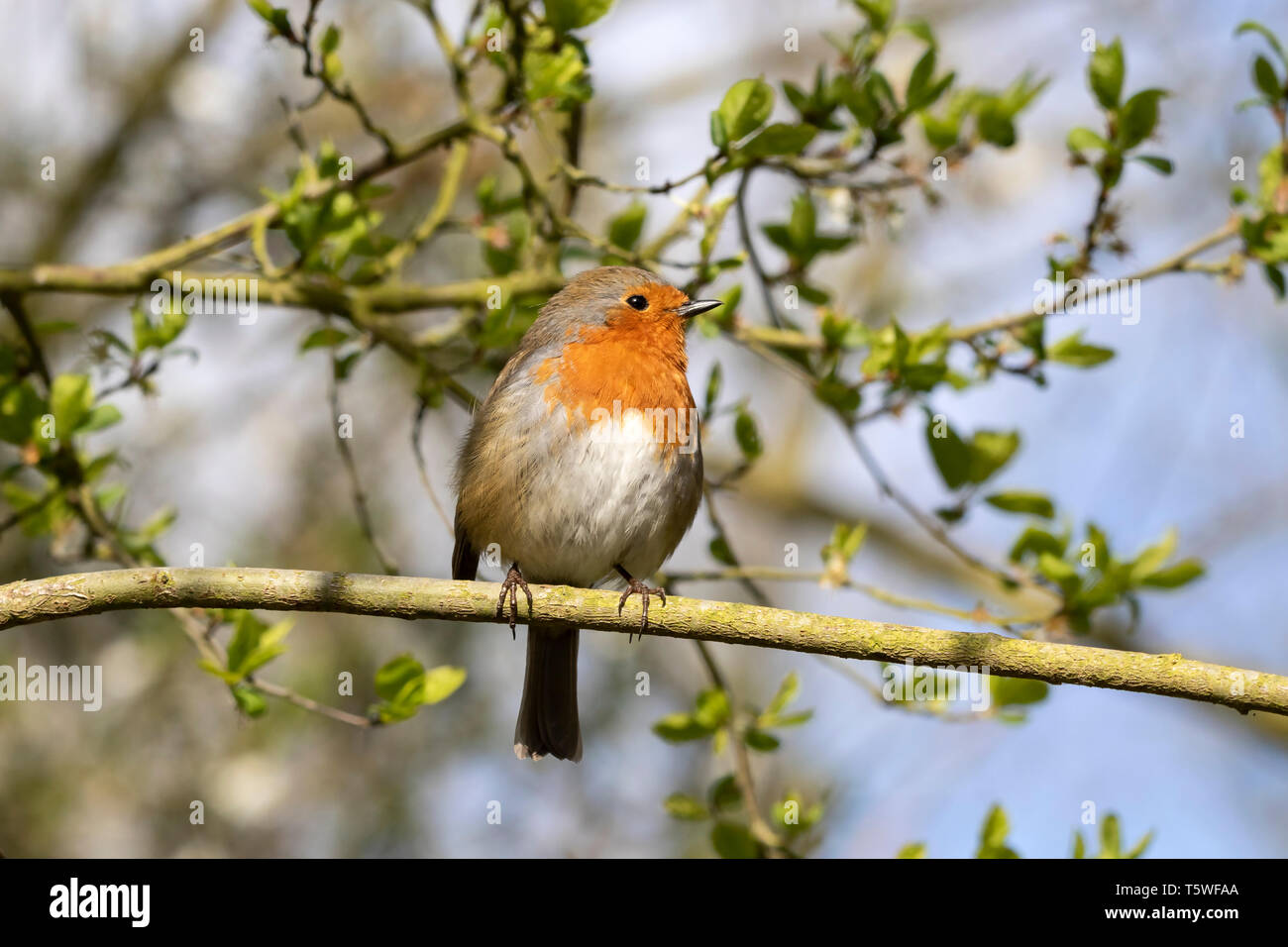 Unione Robin Erithacus rubecula Foto Stock