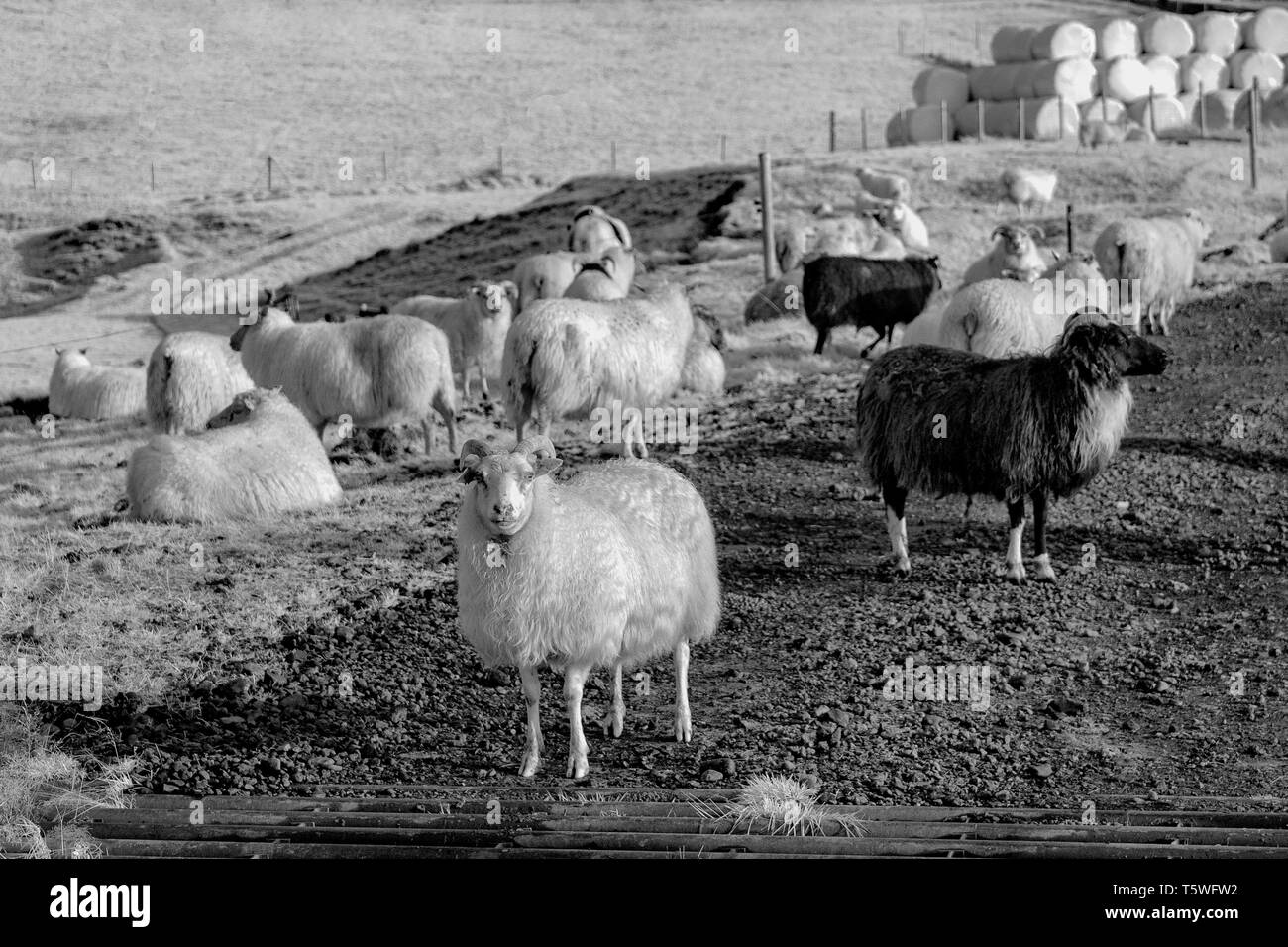 Un 720nm foto a infrarossi di Icelandic Sheep in una fattoria. Foto Stock